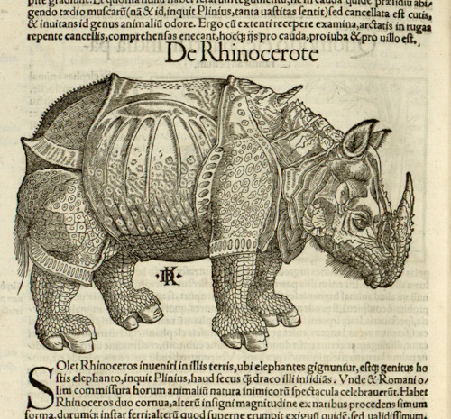 cosmographie rhino